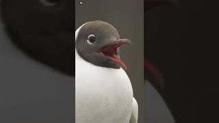 Blackheaded gull Sounds 2 [upl. by Kial]