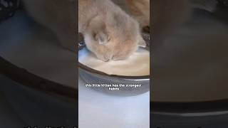 He poops in his food bowl and eats cat litter from the litter boxshorts youtubeshorts shortspay [upl. by Lingwood]