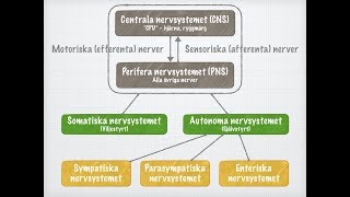 Nervsystemets funktionella indelning [upl. by Tybi]