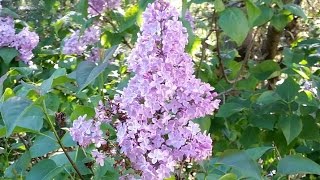 The Easiest Way To Start Lilacs [upl. by Tertias]