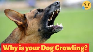 Why do Dogs Growl How to Stop your dog from Growling  Effective Training Tips [upl. by Anirbas493]