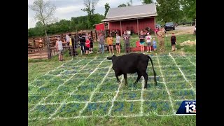 Blount County youth baseball team hosts unique fundraiser for second year [upl. by Dahlstrom850]