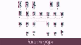 Genes and Chromosomes [upl. by Solita]