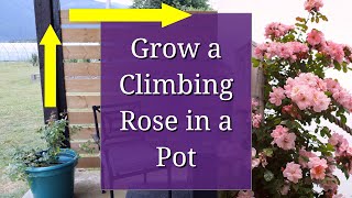 Grow a Climbing Rose in a Pot [upl. by Assirt]