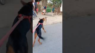 Dog fight  mix german shepherd dog vs Street dog 1v1 dog fighting video shorts short [upl. by Hsan]