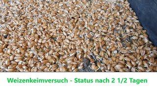 Wachtelfarm 120  Status WeizenkeimVersuch [upl. by Llerrehs]