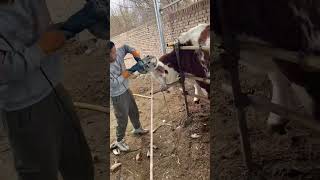 This cow was so shocked that its horns had already been removed before it could react [upl. by Levesque]