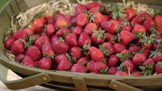 How to Grow Strawberries  Mitre 10 Easy As Garden [upl. by Konstanze370]