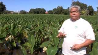 Jerry Konanui on Kalo Biodiversity Ancient Wisdom and Modern Science [upl. by Alesig895]