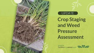 Wildfire Winter Wheat Field Update Crop Staging and Weed Pressure Assessment  Enchant AB [upl. by Sternlight]