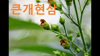 큰개현삼Kakuda Figwort [upl. by Nilrah]