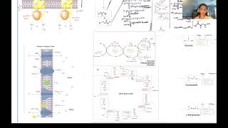 Bella Varano Final Metabolism Poster Presentation CHEM 330 [upl. by Sutton]