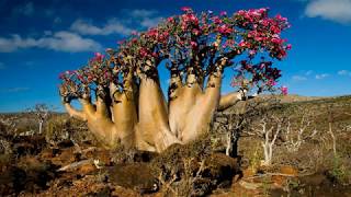 Socotra island The hidden land  Republic of Yemen HD1080p [upl. by Lorola450]