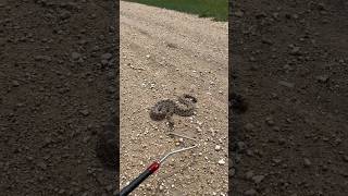 My first Kansas Rattlesnake [upl. by Amin]