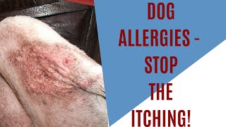 Dog allergies  how to stop itching [upl. by Koball]