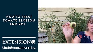 How to Treat Tomato Blossom End Rot [upl. by Gottuard]