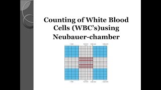 White blood cell WBCs count using Neubauer chamber 💉 [upl. by Imeka92]