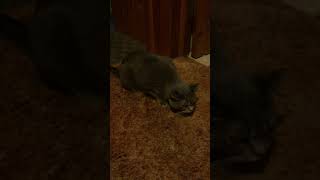 My Cat Sophie Wheezing After Drinking Water [upl. by Anelhtac4]