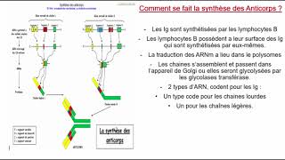 Immunologie Cours [upl. by Dougherty565]