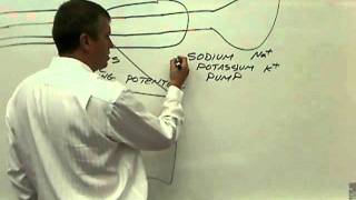 04 parts of the neuron with physiology 04 [upl. by Obla]