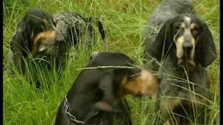 Chasse  Le lièvre aux chiens courants documentaire [upl. by Lotty]