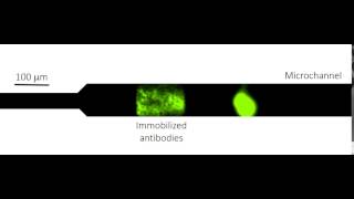 IsotachophoresisBased Surface Immunoassay [upl. by Kelda]