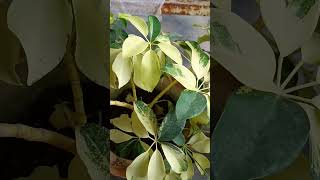 schefflera plant care tips gardening aloksgardeningtips garden gardeningideas aloksvlog plant [upl. by Rolyak]