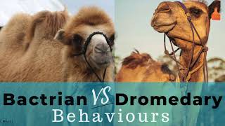 Bactrian Vs Dromedary Camel Behaviours [upl. by Nomad951]