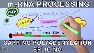 Overview of mRNA Processing in Eukaryotes [upl. by Eedolem259]