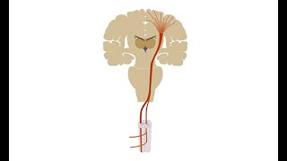 Diagnosing amyotrophic lateral sclerosis ALS [upl. by Achilles]