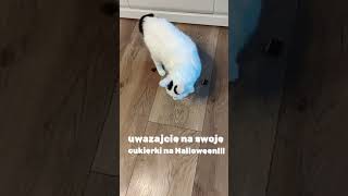 Uważajcie na cukierki cukierki halloween wiadomości shorts [upl. by Illom]