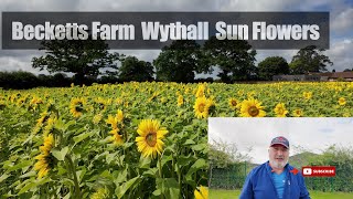 Becketts Farm Wythall Sun Flowers [upl. by Burta]