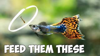 You Should Feed YOUR Guppies These 5 Foods [upl. by Ahsieyk]