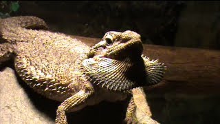 Bearded dragon puffing out her beard [upl. by Nylaehs]