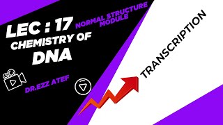 Biochemistry  1st year  17 Transcription [upl. by Ailene925]