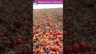 Plantio de tomates pronto pra colheita cleanoamoranatureza plantas cleano frutas [upl. by Akeber]