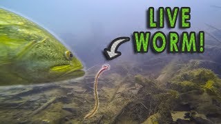 Do Bass Actually Eat Worms  GoPro Live Worm Footage [upl. by Rothmuller]