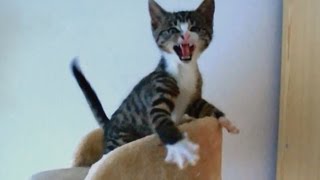 Kitten Spits  Mini Compilation [upl. by Salomone]