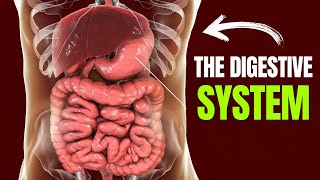 The Digestive System Simplified in 15 Minutes [upl. by Mian]