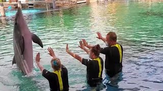 We Swam with Dolphins at SeaWorld San Antonio [upl. by Aihsela942]