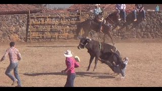 JARIPEO DE TOROS BRAVOS A CAPA LAZO Y JINETE  CHARREADA EN OPONGUIO 2017 [upl. by Akselav]