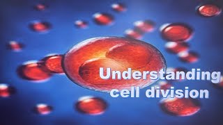 Mitosis How One Cell Becomes Two [upl. by Kern]