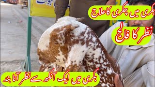 Listeriosis in Goat  Dr Mohsin [upl. by Gile]