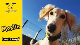 Merlin the Saluki Loves Running so Much  Dogs Trust Glasgow [upl. by Etnoled]