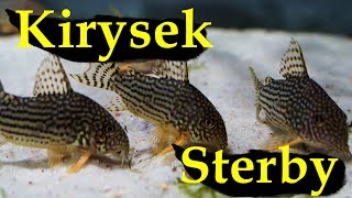 Kiryski w Akwarium  kirysek sterby  corydoras sterbai [upl. by Pirzada]