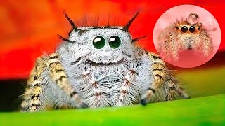 THE CUTEST SPIDERS In The World [upl. by Marvin]