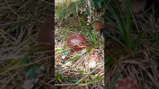 Porcini mushrooms porcinimushrooms amazingplaces lovenaturebeauty shorts [upl. by Asilav]