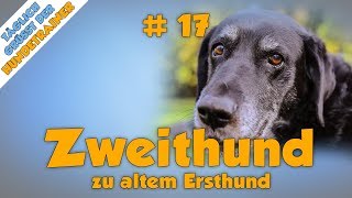 Zweithund zu altem Ersthund  Mehrhundehaltung  TGH 17 [upl. by Jemima]