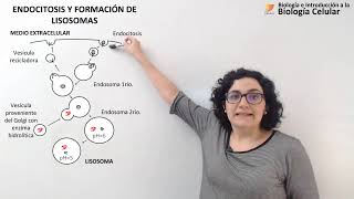 29 Biología celular Golgi Endosomas Lisosomas [upl. by Nonahs949]