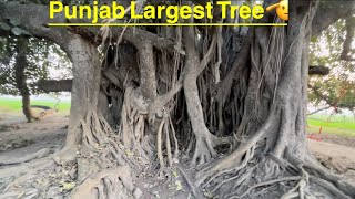 Punjab Biggest Tree  Pakistan Wonders [upl. by Ahsiea]